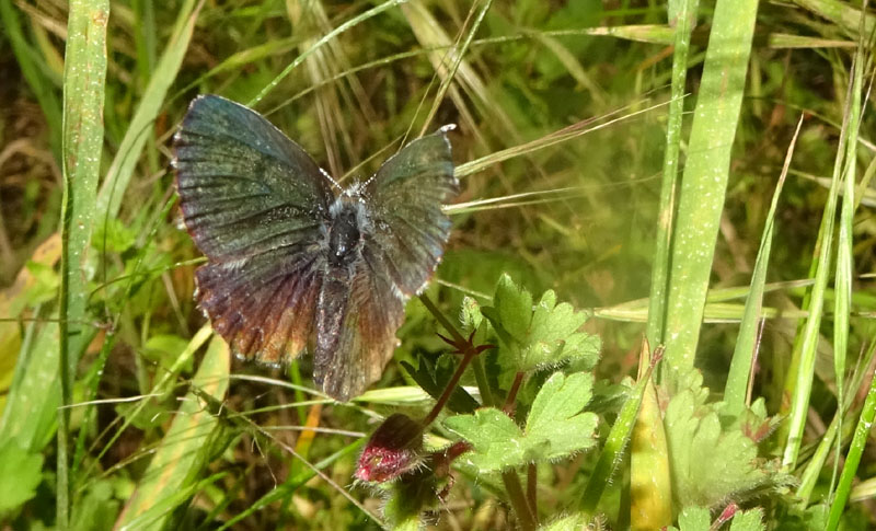 Scolitantides orion - Lycaenidae...m. o f. .....?